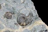 Ammonite (Promicroceras) Cluster - Somerset, England #86249-2